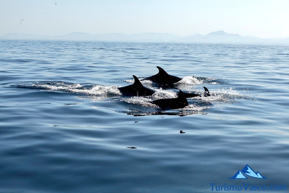 delfines en donostia san sebastian, Ruta en barco para ver cetáceos en Donostia San Sebastián