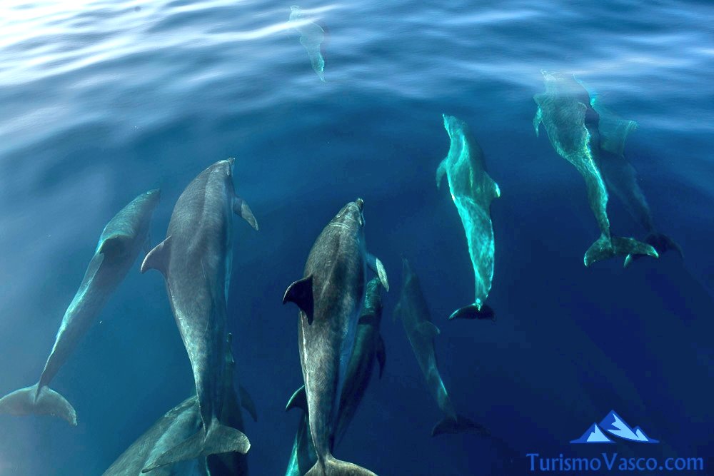 grupo de delfines en la costa vasca, Ruta en barco para ver cetáceos en Donostia San Sebastián