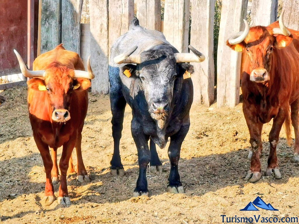 toros en las bardenas, ganaderia, qué ver en Arguedas