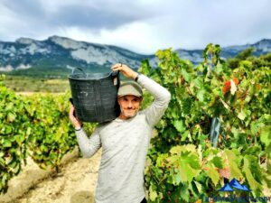 llevando los racimos de uva, vendimia, vendimia en Rioja Alavesa, bodegas de Rioja Alavesa