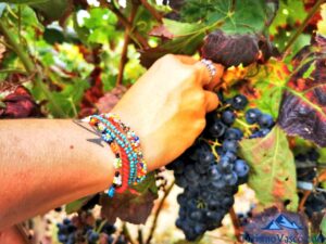 muestreo de uva en rioja alavesa, vendimia en Rioja Alavesa, bodegas de Rioja Alavesa