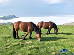 caballos en Gorbeia, ruta guiada a los parques naturales de euskadi