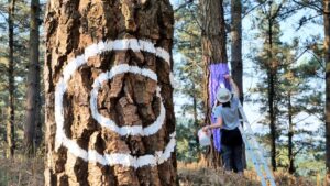 formas y dibujos en el nuevo bosque pintado de oma, Urdaibai