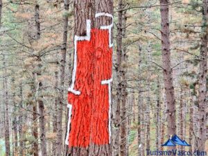 34 obras, nuevo bosque de oma