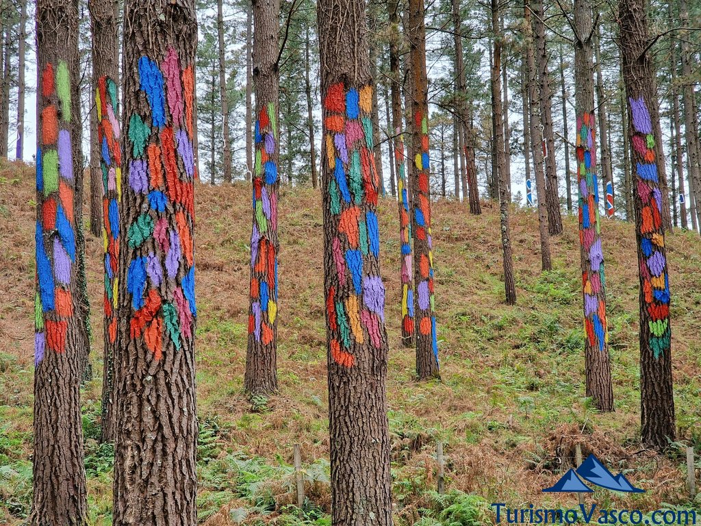 colors, new oma forest