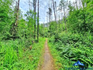 recorrido de lea ibilbidea, sendero del lea