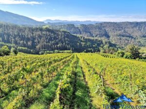 vineyards, guided tours of txakoli wineries in Urdaibai