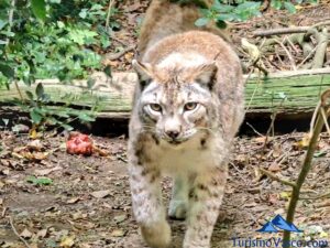 lynxes in Basondo, Urdaibai animal shelter in Oma