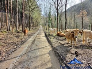 ruta embalse de nocedal, la quadra, vacas