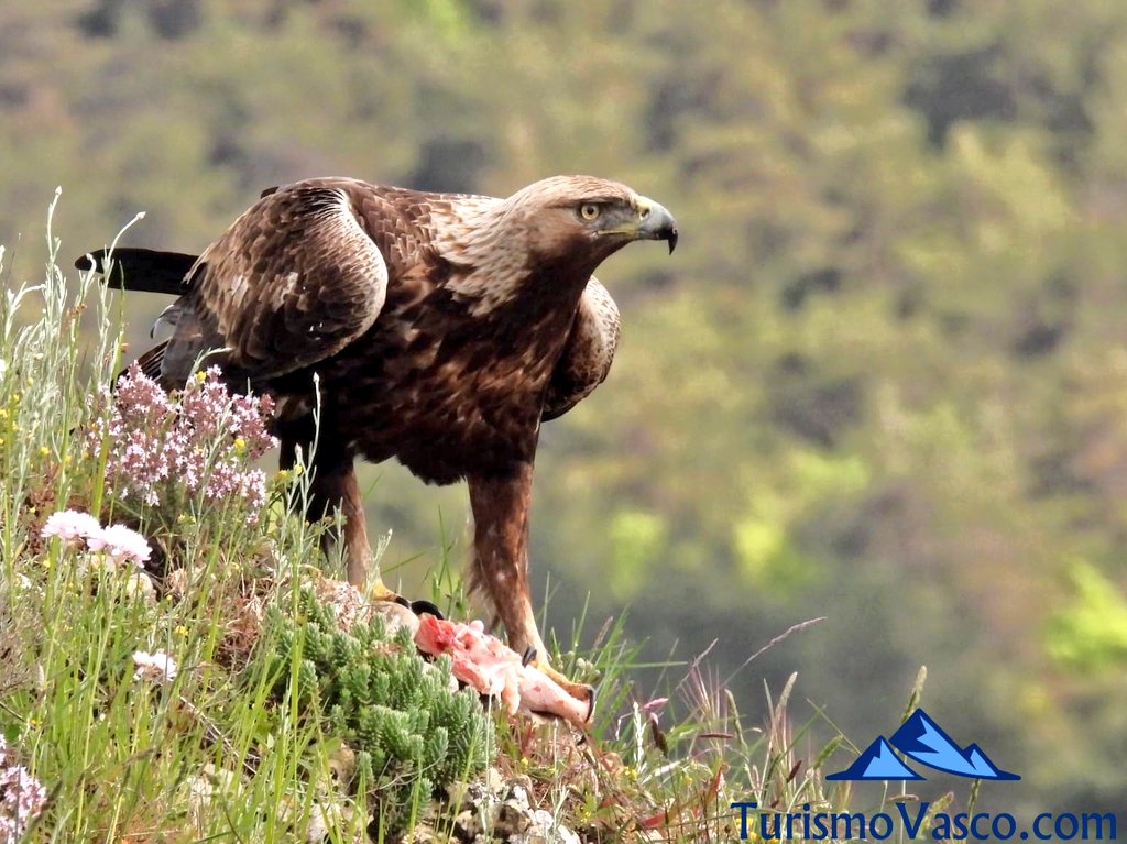 aguila real comiendo, avistamiento de aguila real en euskadi