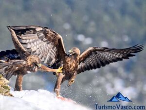 Golden eagle sightings in the Basque Country, birdwatching in the Basque Country