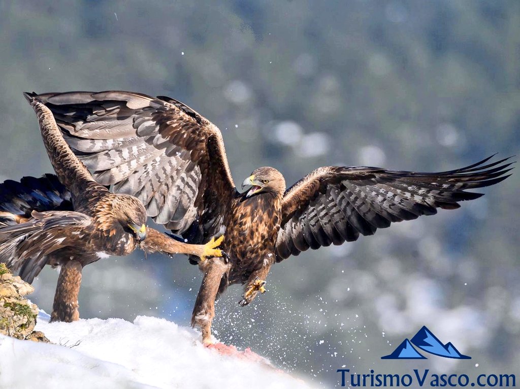 avistamiento de aguilas reales en euskadi, avistamiento de aves en euskadi
