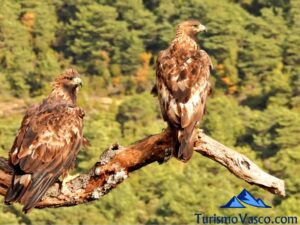 avistamiento de aguilas reales en euskadi, pareja de aguilas reales