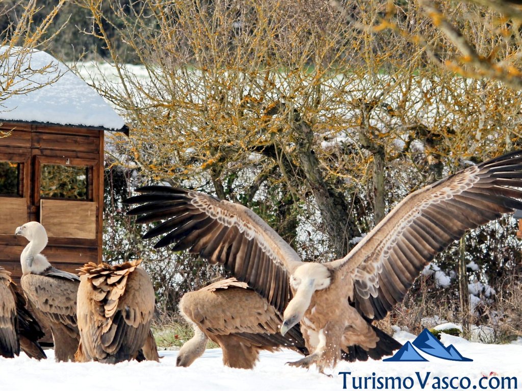 avistamiento de buitres en euskadi, avistamiento de aves en euskadi