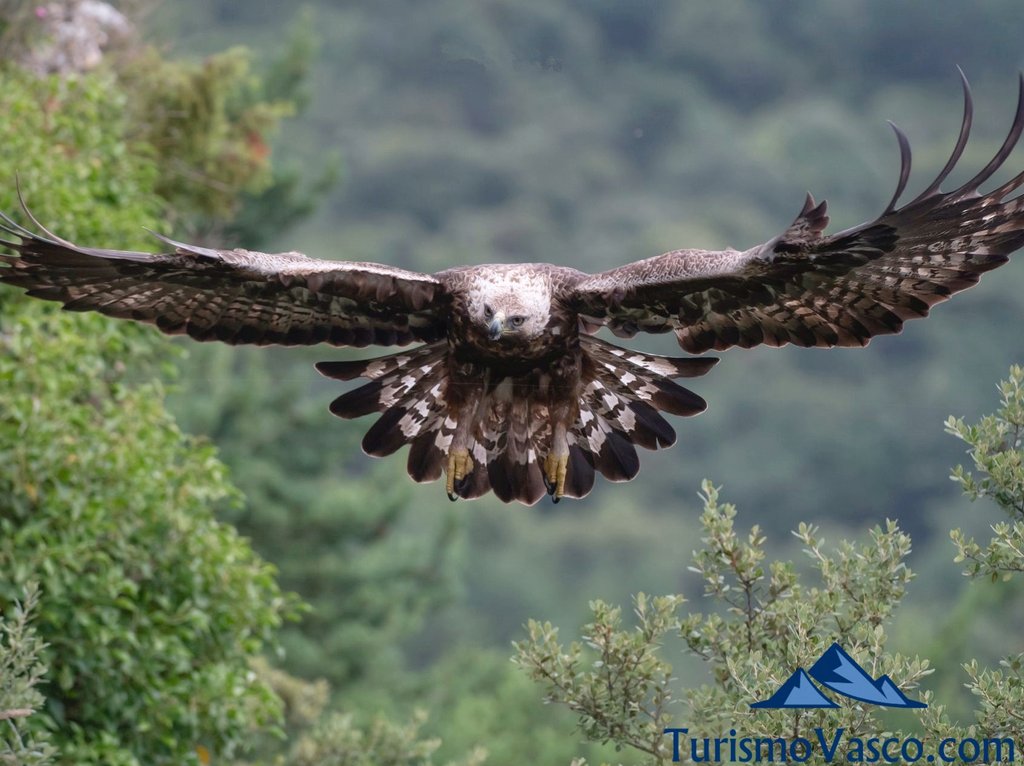 ver aguilas reales en euskadi, avistamiento de aves, araba