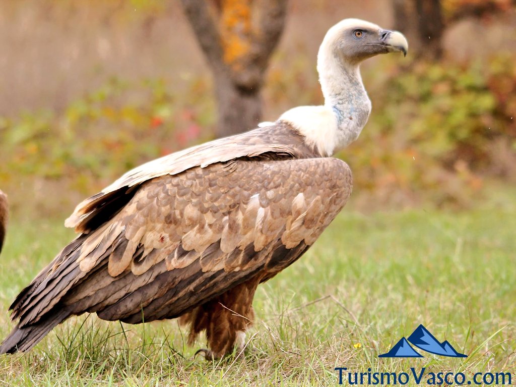ver buitres en euskadi, avistamiento de aves